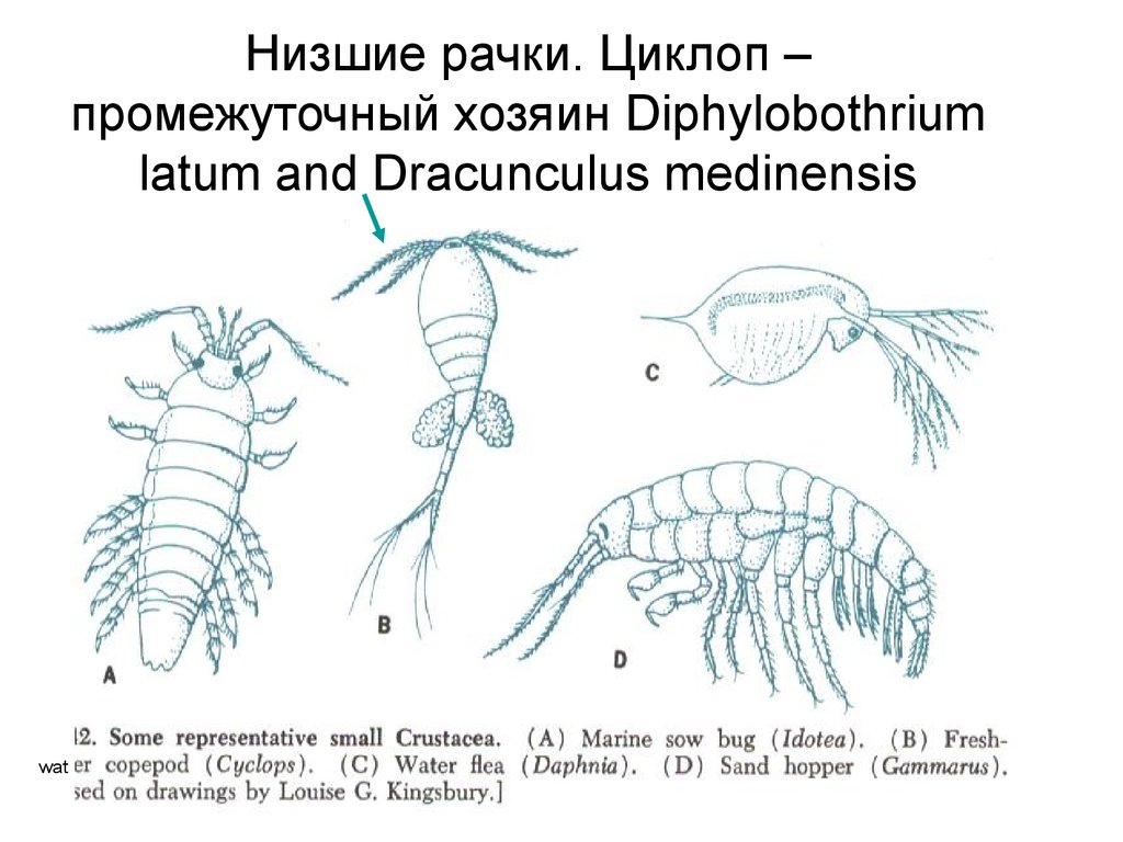 Циклоп строение рисунок