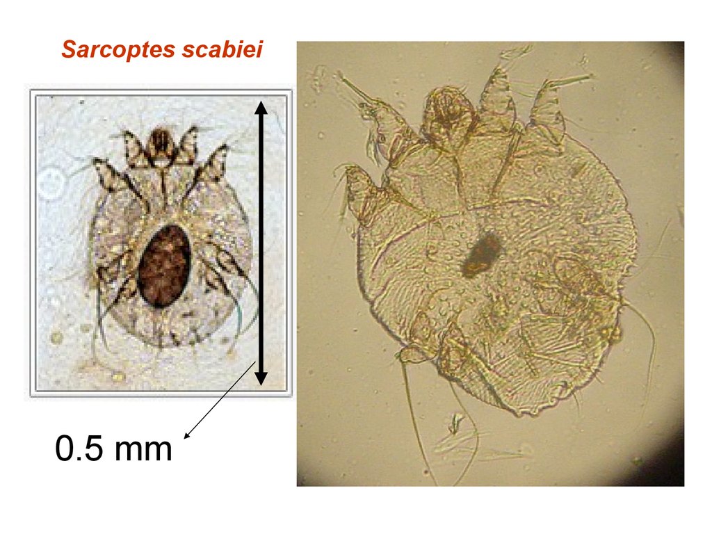 Саркоптоз у собак схема