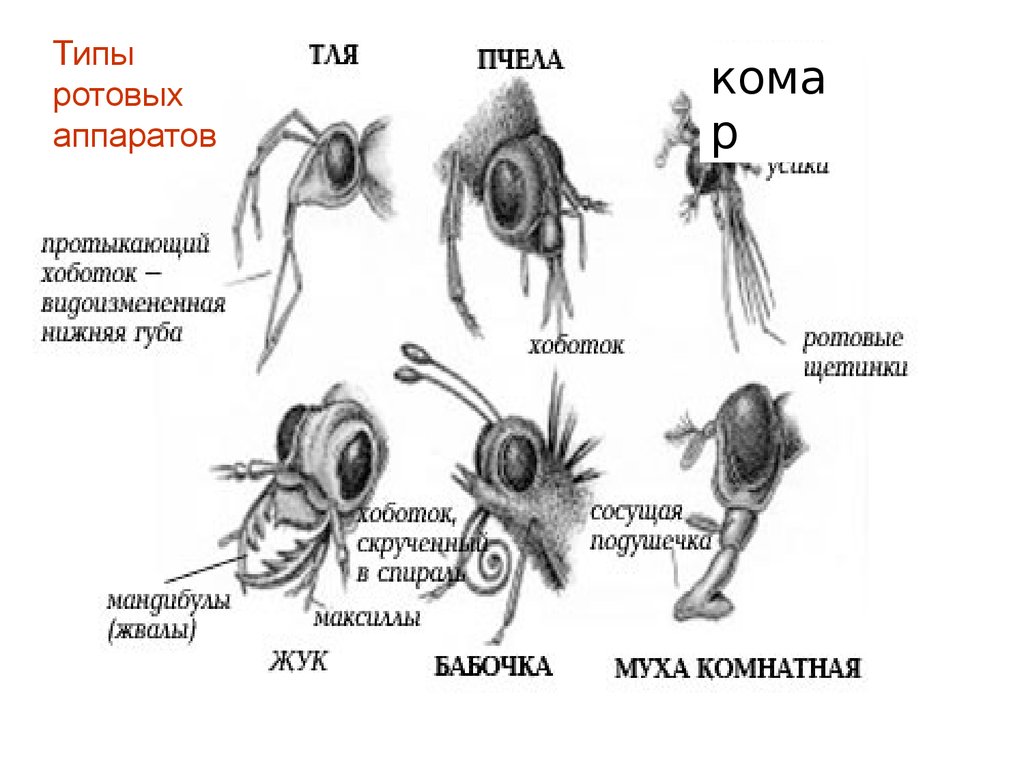 Ротовые аппараты насекомых. Комар Пискун Тип ротового аппарата. Ротовой аппарат тли. Тля Тип ротового аппарата. Тип ротового аппарата у пчелы.