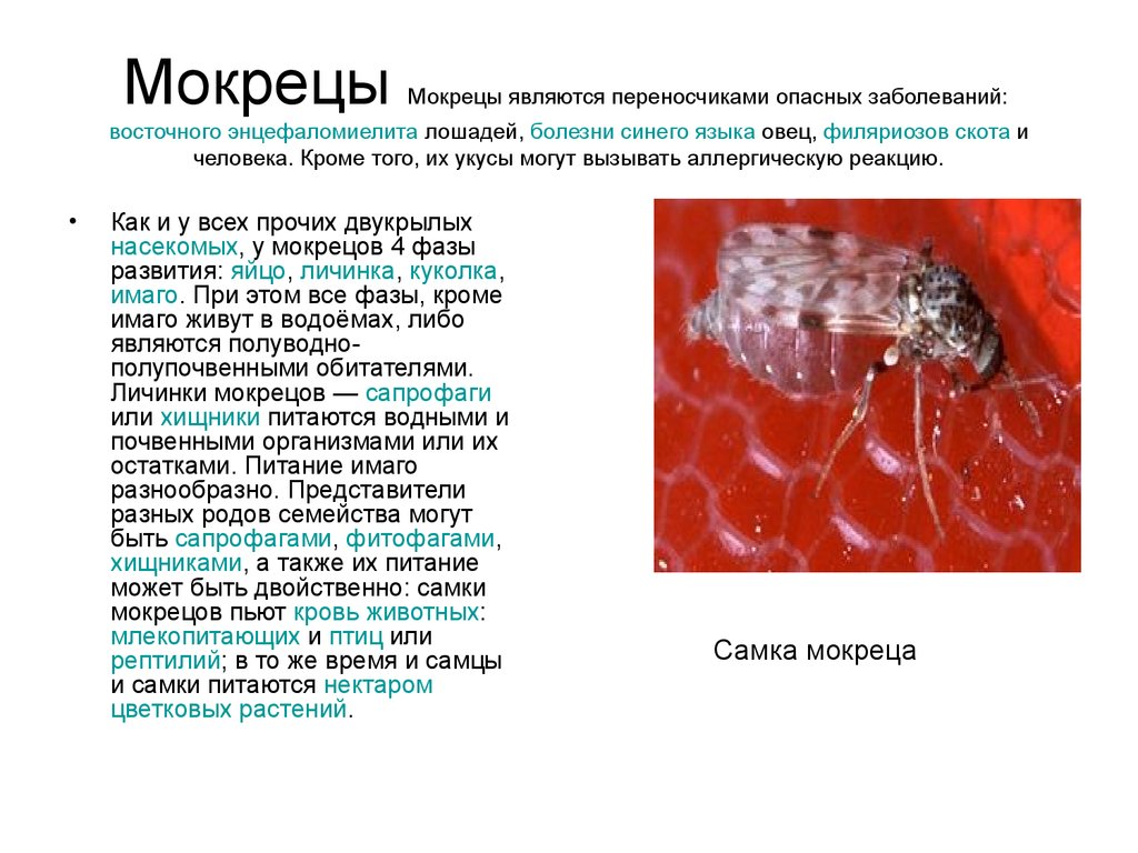 Какого опасного заболевания. Мокрецы переносчики. Мокрецы переносчики какого заболевания. Мокрецы трансмиссивные заболевания. Мокрецы являются переносчиками.