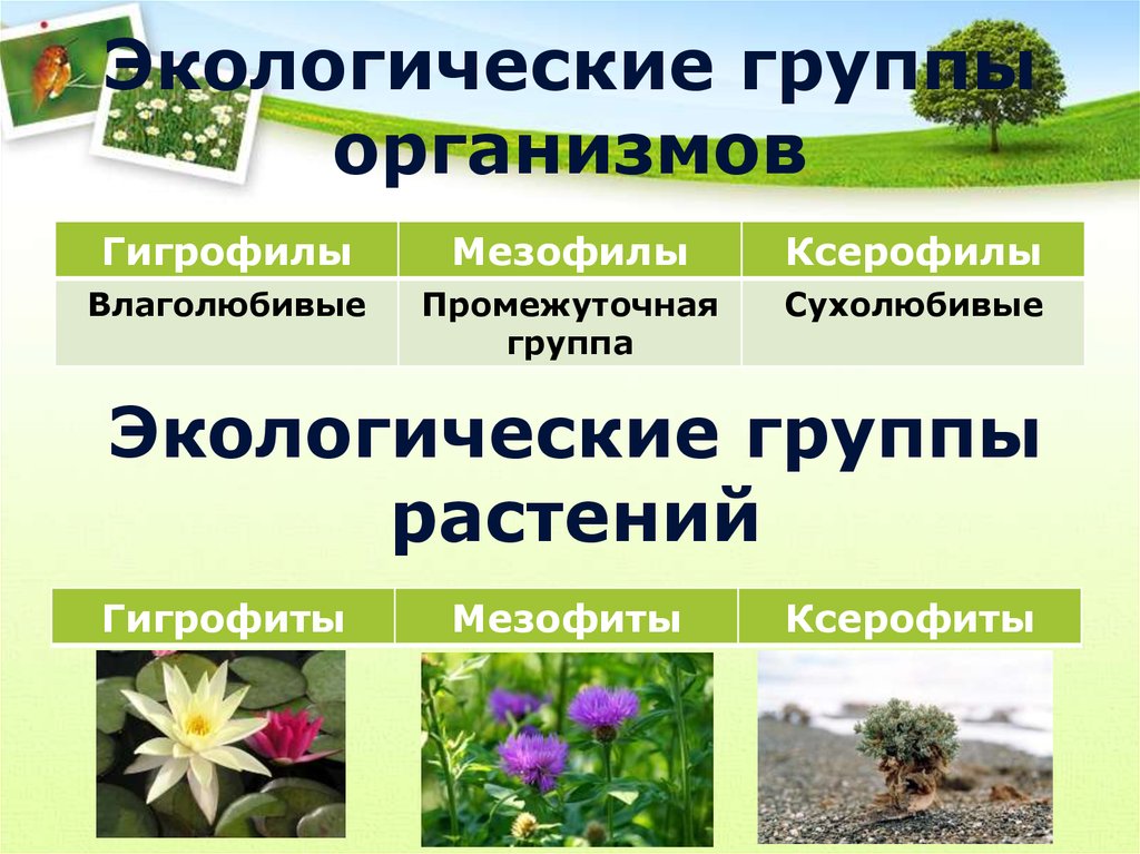 5 основных групп растений. Экологические группы растений. Экологические группы растений по отношению. Группы растений экология. Растения разных экологических групп.