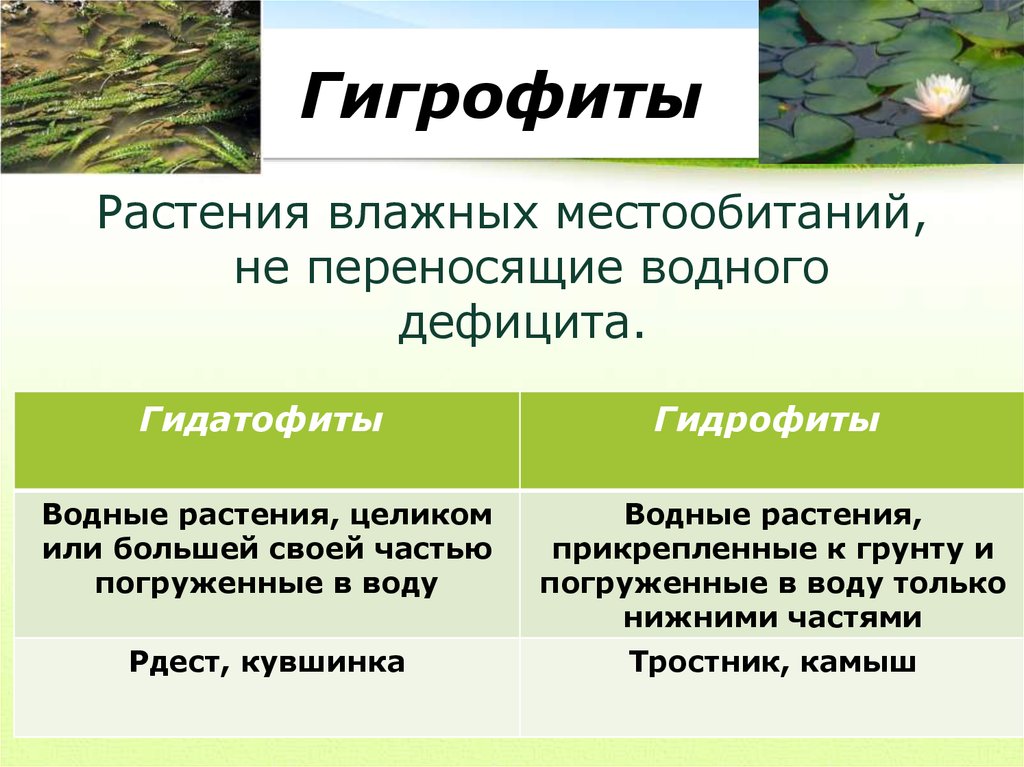 Экология группы растений. Экологические группы растений гигрофиты. Гигрофиты и гидрофиты. Гидрофиты и Гидатофиты. Гигрофиты приспособления.