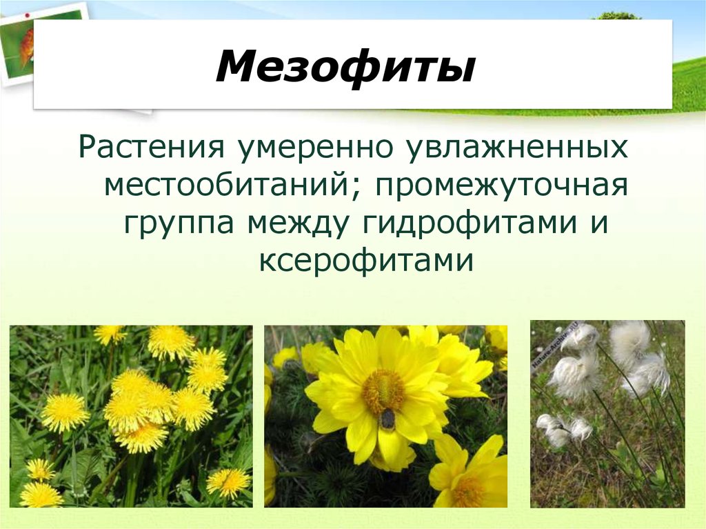 Примеры про растения. Растения мезофиты ксерофиты и. Вечнозеленые мезофиты. Гигрофиты мезофиты ксерофиты. Мезофит гигрофит.