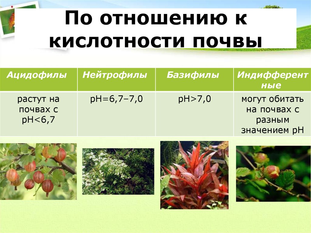 Признаки кислой почвы. Растения по кислотности. Растения по отношению к почве. Отношение растений к кислотности почвы. Кислотность почвы по растениям.