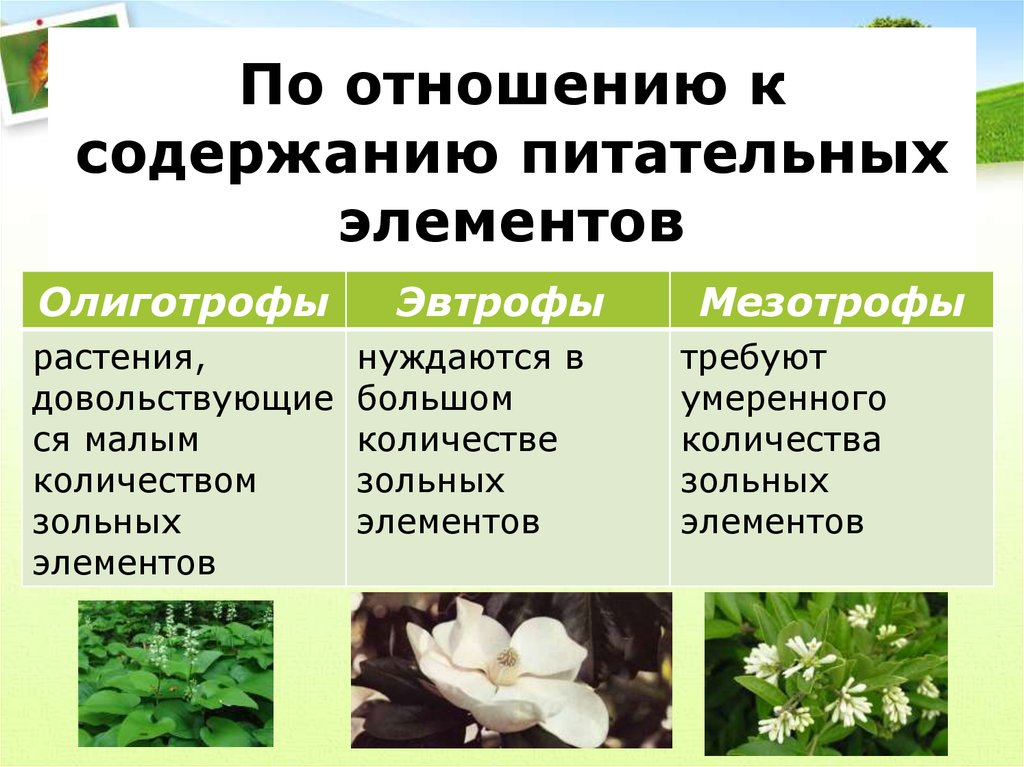 Группа растений которых является. Растения индикаторы олиготрофы. Экологические группы растений по отношению. Группы растений по отношению. Олиготрофные растения примеры.