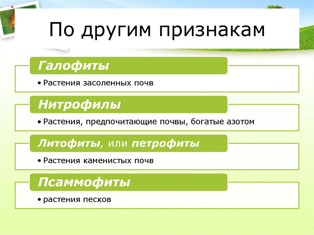 Признак другого признака. Нитрофилы растения. Нитрофилы растения примеры. Растения, относящиеся к группе нитрофилов. Типичные растения нитрофилы.