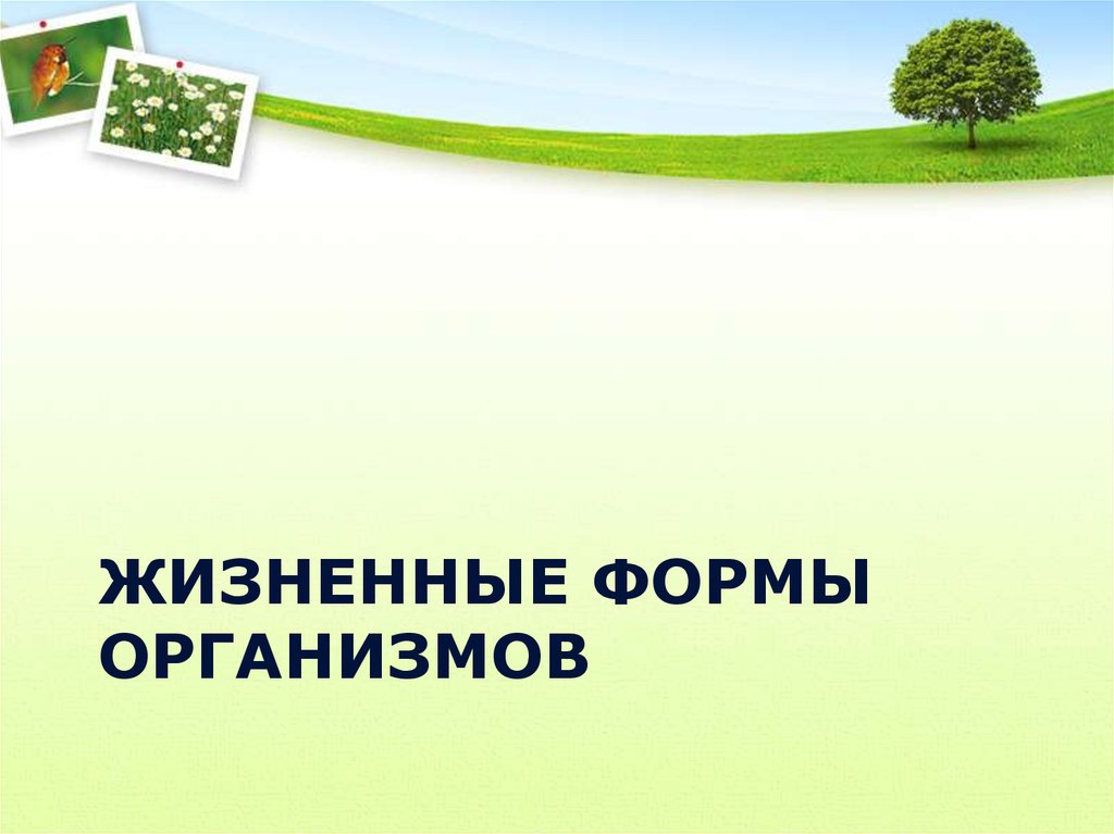 3 формы организмов. Жизненные формы организмов. Жизненные формы организмов экология. Жизненные формы организмов экология кратко. Жизненная форма вида это в экологии.