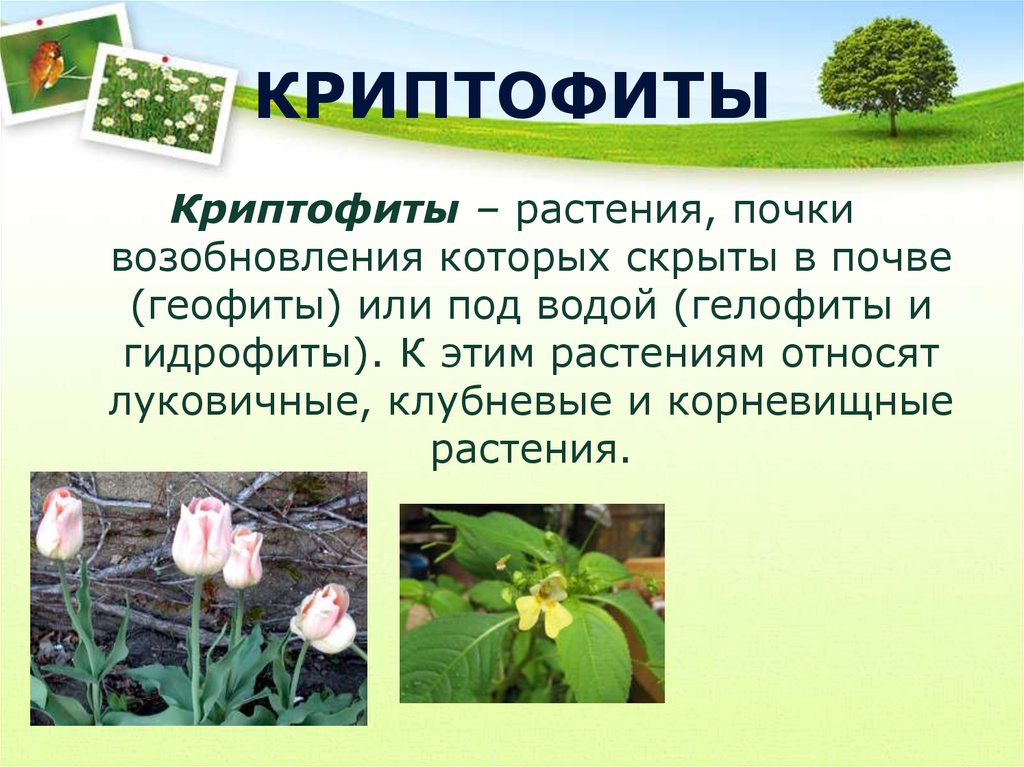 Растениям официальные растения. Криптофиты растения. Геофит растение. Криптофиты представители. Криптофиты примеры растений.