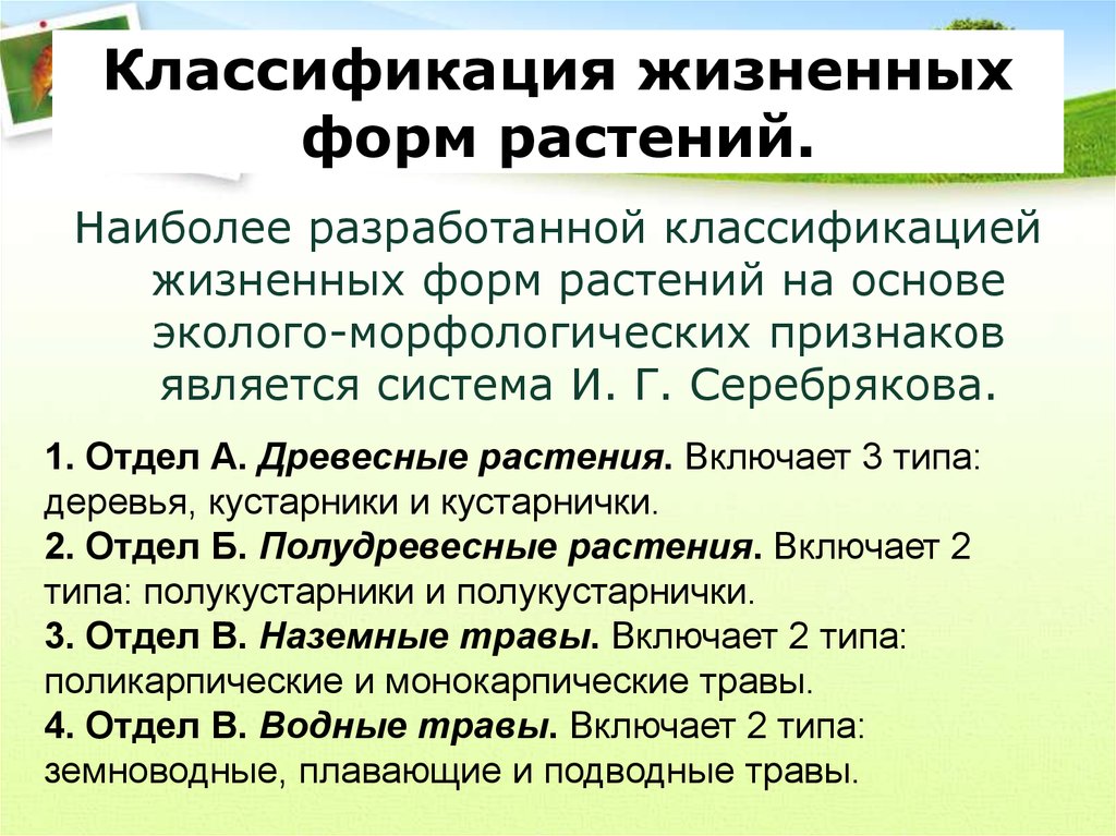 Свойства жизненных форм. Классификация жизненных форм растений. Многообразие жизненных форм. Жизненные формы по классификации и.г. Серебрякову.