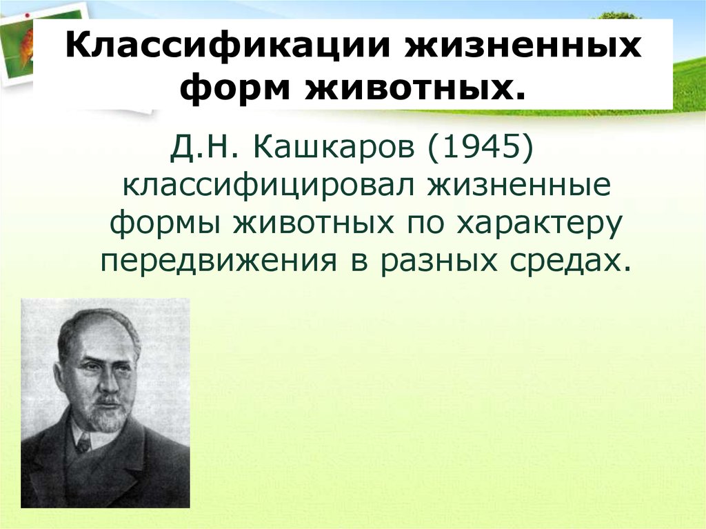 Кашкаров даниил николаевич презентация