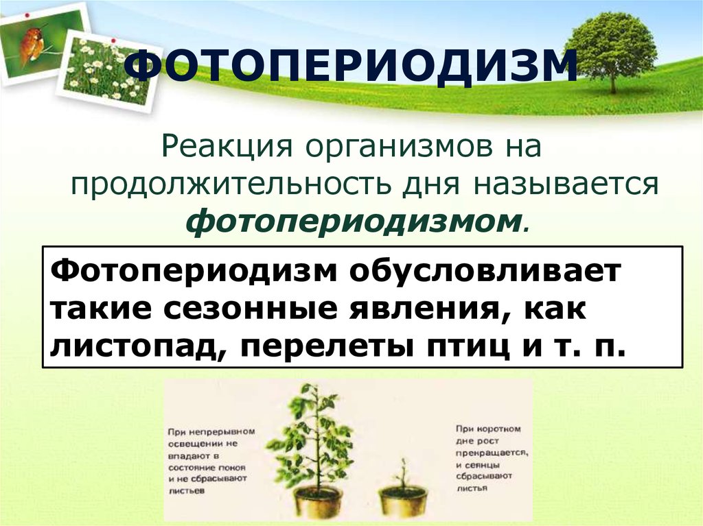Какова связь между сезонными изменениями и ростом. Фотопериодизм у растений. Фотопериодизм это в экологии. Фотопериодизм у растений и животных. Фотопериодизм примеры.