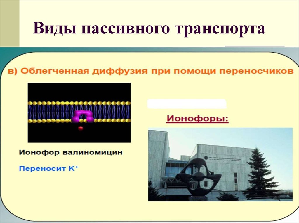 Виды пассивного. Облегченный транспорт. Виды пассивного транспорта фотография. Скорость пассивного транспорта. Виды пассивного транс=порта.