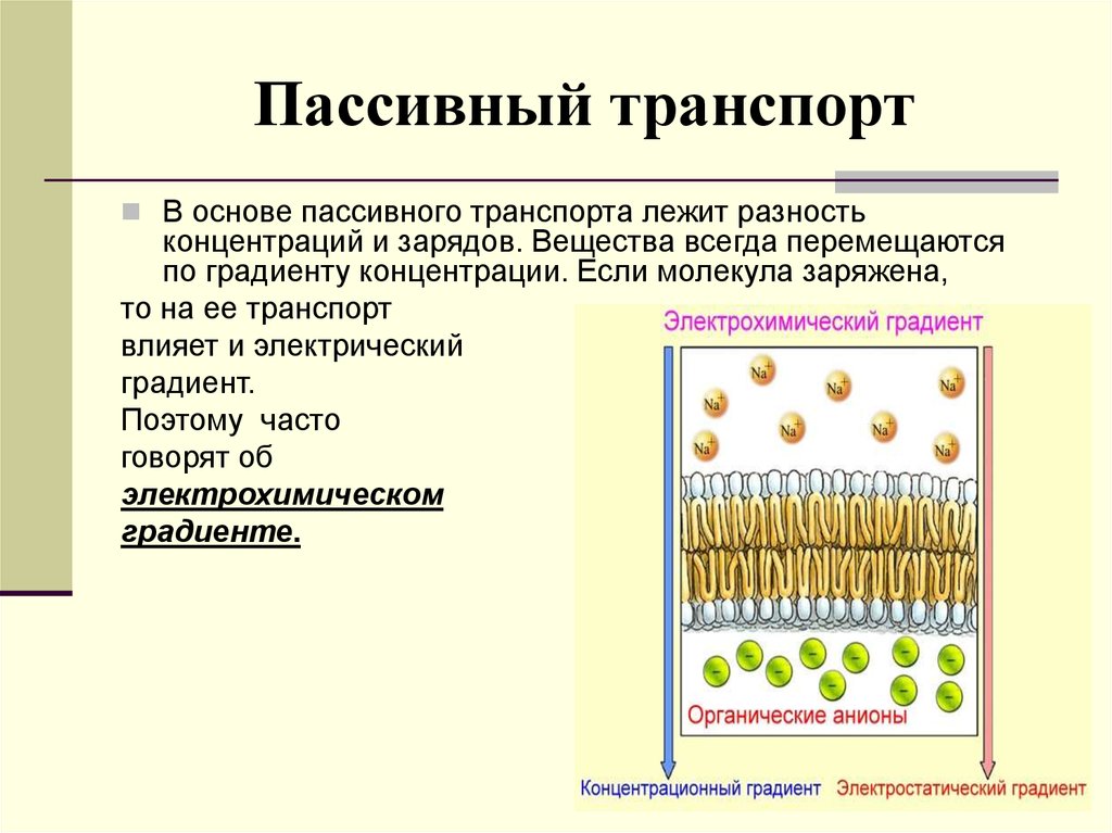 Клеточный транспорт виды. Пассивный транспорт. Пассивный котранспорт. Пассивный транспорт веществ. Пассивный транспорт физиология.