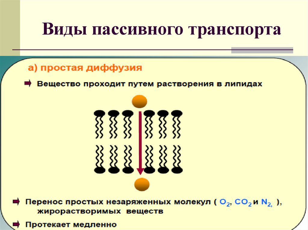 Пассивный транспорт. Облегченная диффузия вид транспорта. Виды пассивного транспорта веществ. Пассивный транспорт простая диффузия. Простая диффузия.