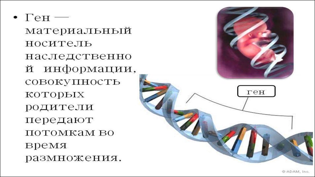 Ген и генетика. Факты о генетике. Ген для презентации. Ген это в биологии. Дефектный ген что это такое