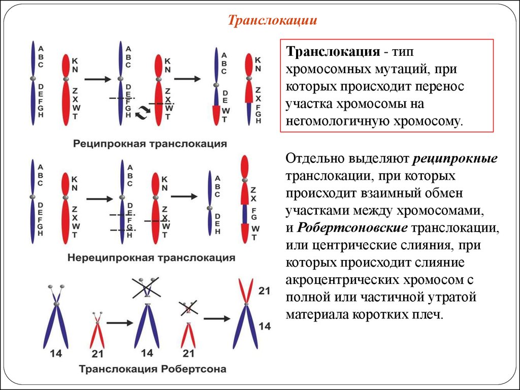 Изменение формы хромосом. Транслокация хромосомная мутация реципрокные. Транслокация Тип мутации. Робертсоновская транслокация. Транслокация мутация пример.