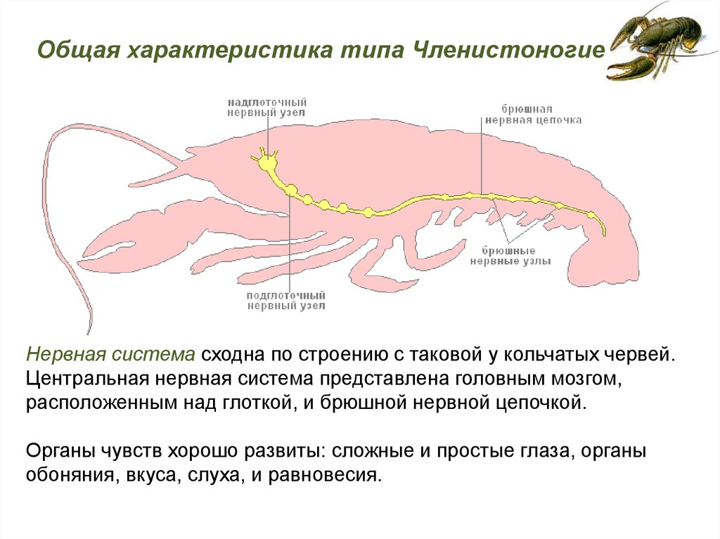Рак брюшная нервная цепочка. Узловая нервная система у членистоногих. Схема нервной системы членистоногих. Нервная система членистоногих насекомых. Нервная система членистоногих какого типа.