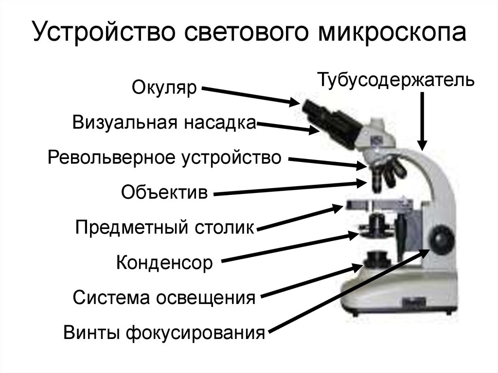 Какую роль играет объектив. Строение частей микроскопа. Оптический микроскоп строение. Световой микроскоп строение. Микроскоп сбоку строение.