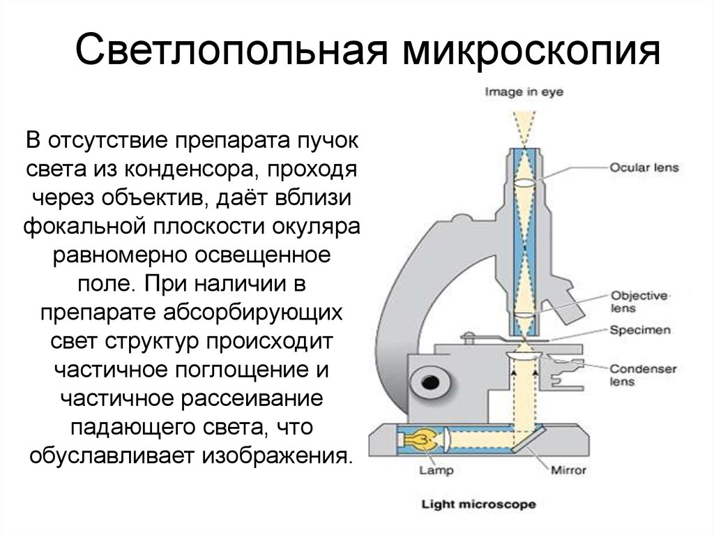 Поле микроскопа. Светлопольная микроскопия. Светлопольный микроскоп строение. Темнопольный микроскоп строение. Светопольная и темнопольная микроскопия.