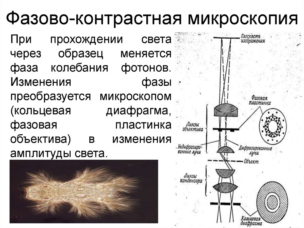 В методе темного поля микроскопии изображение объекта получается