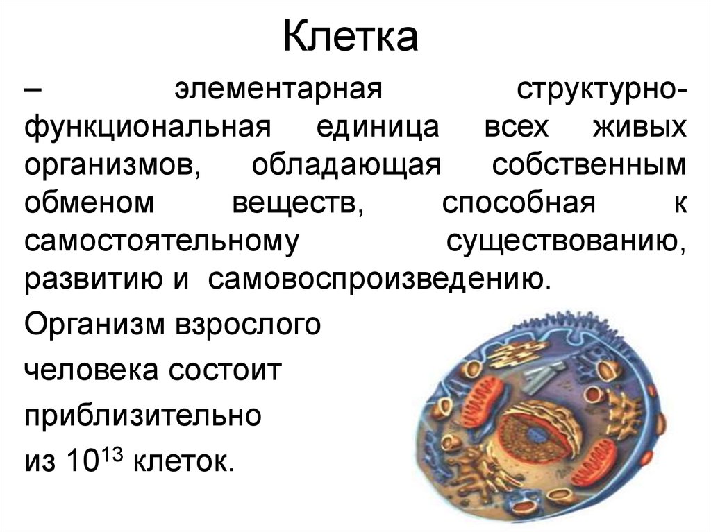 Клетка основная единица живого организма 5. Клетка – элементарная единица строения и развития живого организма. Клетка структурно функциональная единица живого. Клетка структурная и функциональная единица организма 5. Клетка - структурная единица всех организмов.