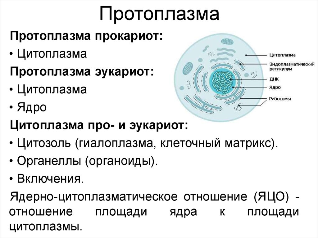 Органоиды клетки ядро функции. Строение клетки протоплазма. Цитоплазма органоиды и включения. Включения цитоплазмы и ядра. Коллоидная система протоплазмы.