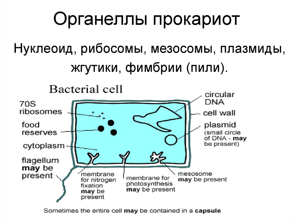 В клетках прокариот отсутствуют. Органоиды прокариот и эукариот. Органоиды клетки прокариот. Основные органеллы прокариот. Органонойды прокариот.