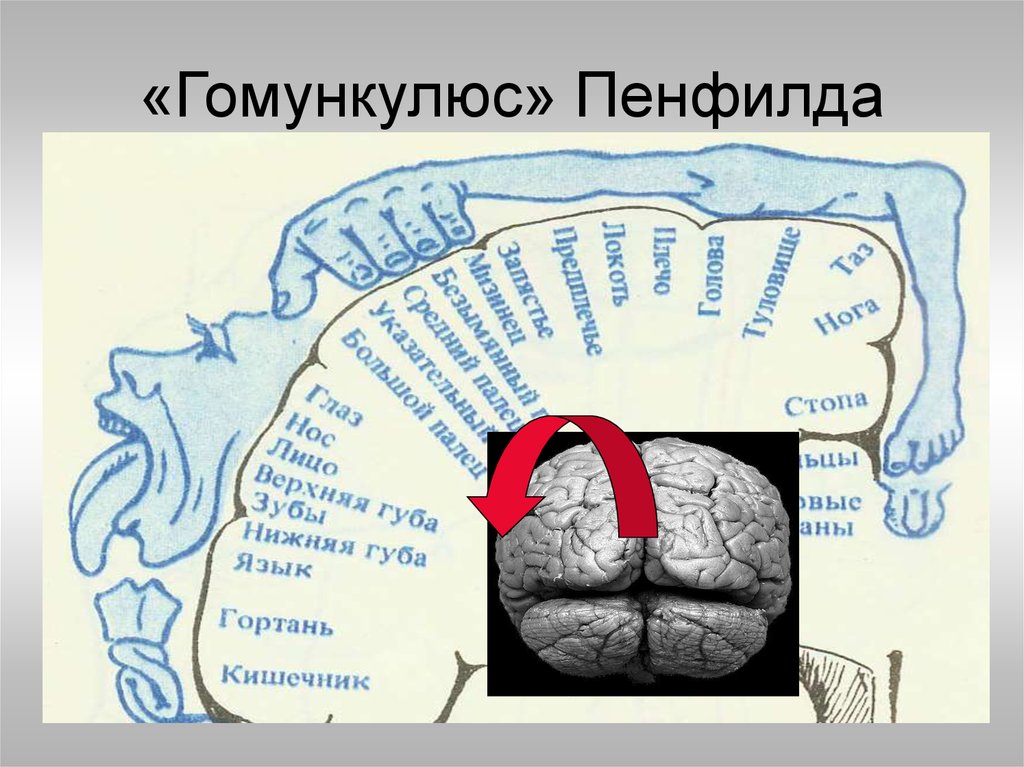 Ноги мозг голова. Сенсорная карта мозга Пенфилда. Уайлдер Пенфилд гомункулус.