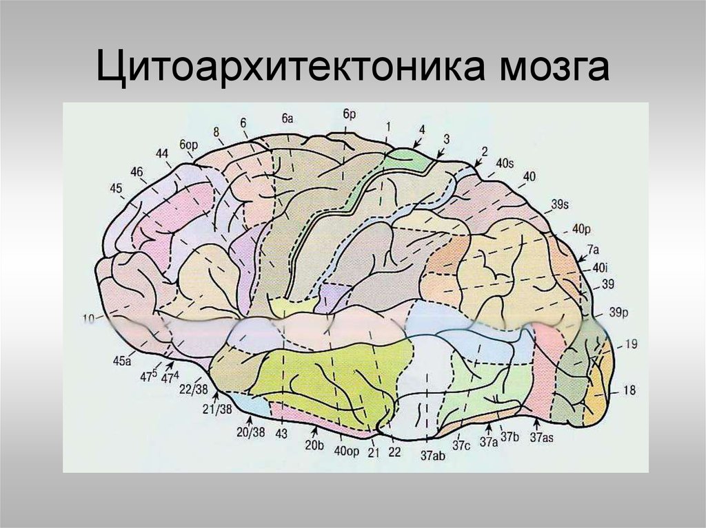 Цитоархитектоника коры (поля коры по Бродману). Цитоархитектоника коры большого мозга. Цитоархитектоника коры больших полушарий мозга..