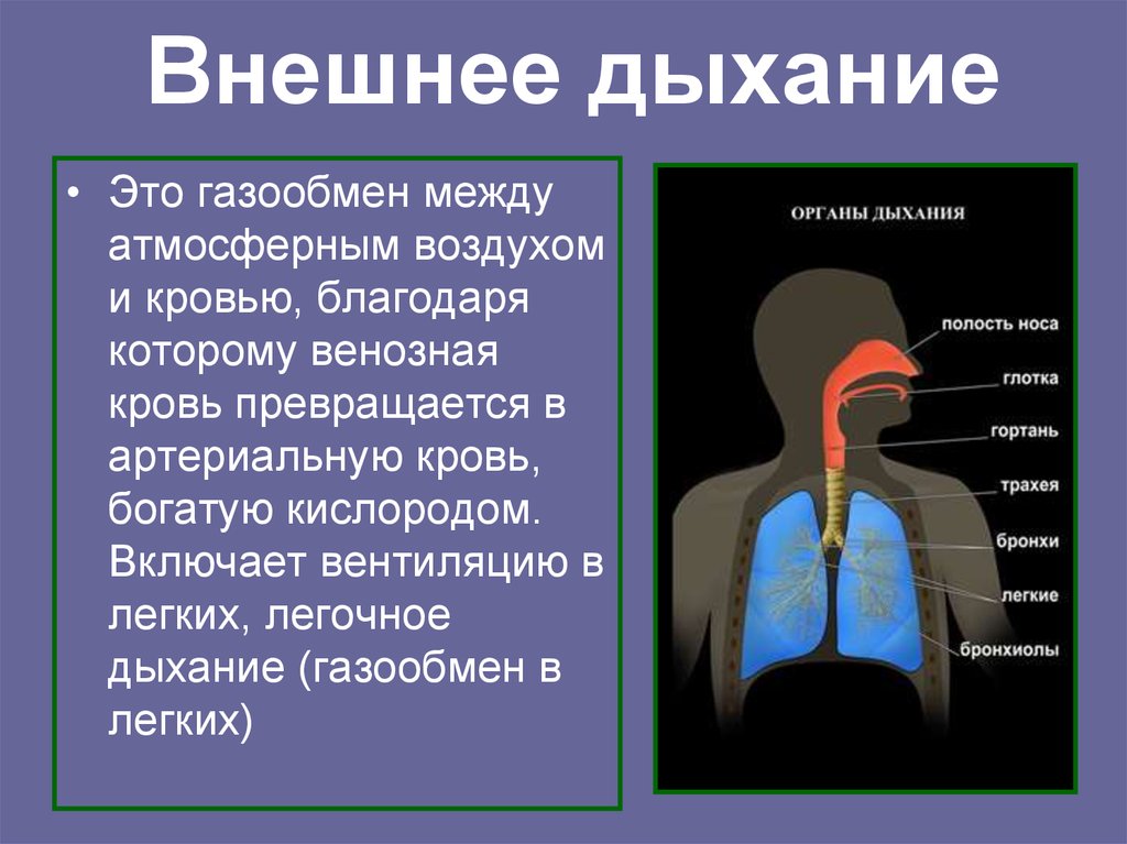 Вдох особенности. Дыхание это физиологический процесс. Процесс внешнего дыхания. Внешнее дыхание. Внешнее дыхание человека.