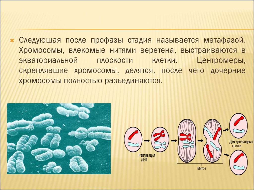 Деление центромеры хромосом. Амитоз набор хромосом. Деление хромосом. Дочерние хромосомы это. Деление хромосом в клетке.