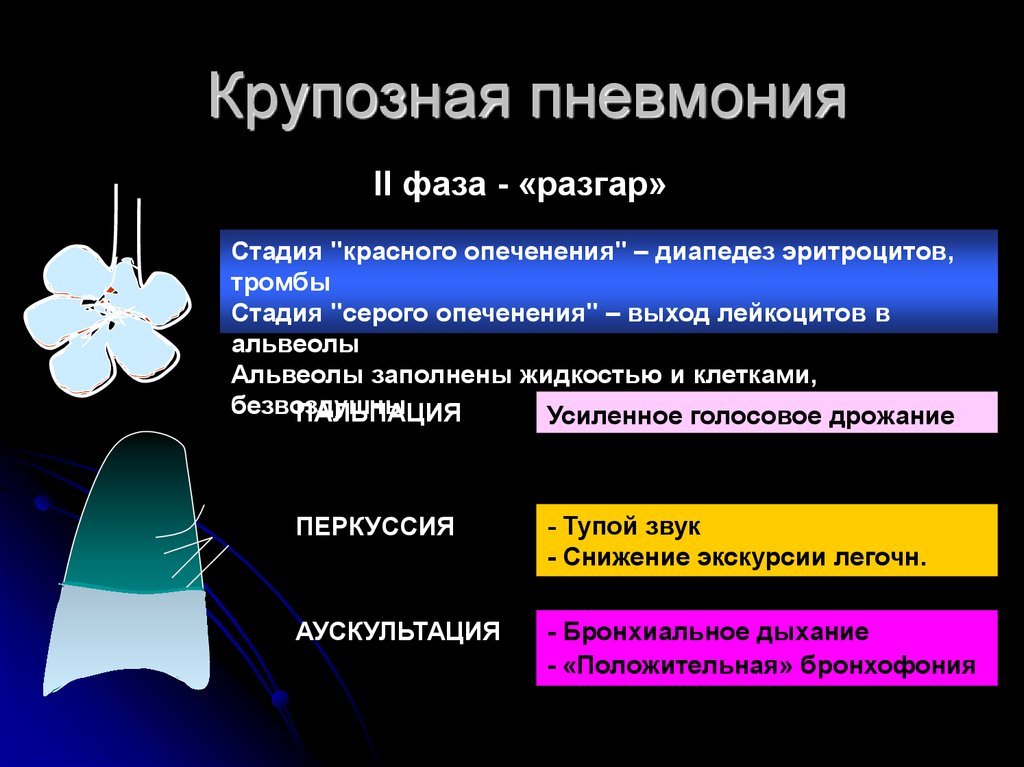 Пневмония данные. Крупозная пневмония аускультация. Крупозная пневмония стадии развития. При крупозной пневмонии в стадии опеченения аускультация. Аускультация при крупозной пневмонии.