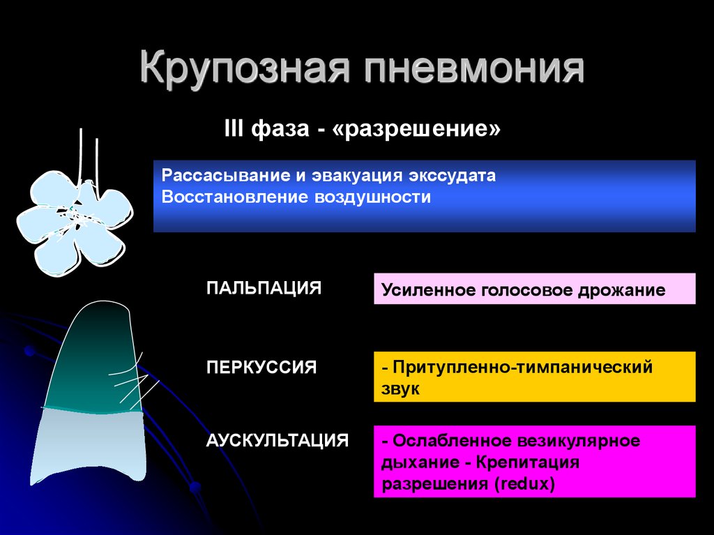 Стадии пневмонии. 2 Стадия крупозной пневмонии аускультация. Клинические стадии крупозной пневмонии. Крупозная пневмония лечение. Крупозная пневмония симптомы.