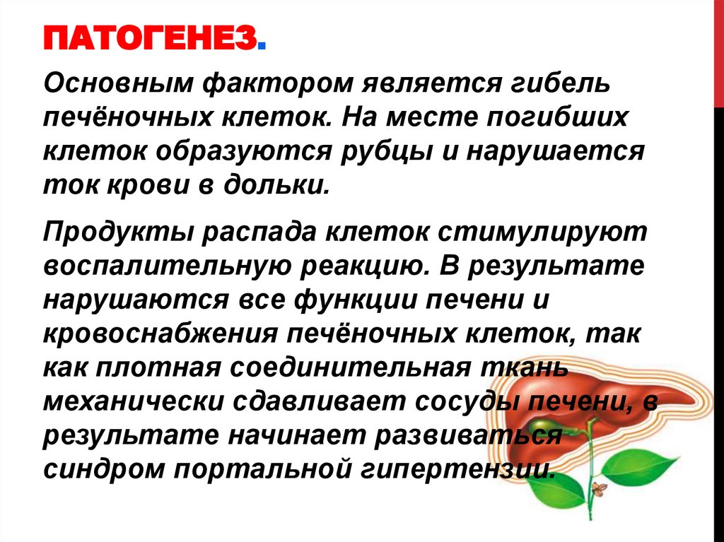 Продукты распада клеток. Патогенез цирроза печени. Патогенез цирроза печени кратко. Механизм развития цирроза печени. Патогенез цирроза печени схема.