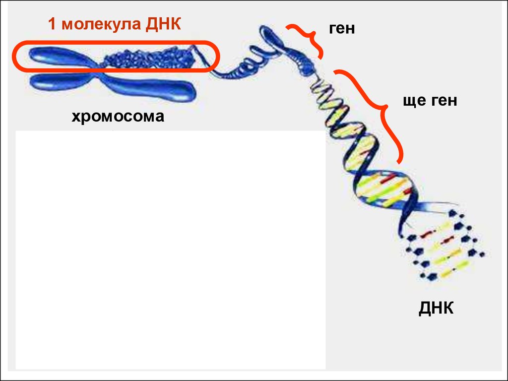 Молекулы днк находится в хромосомах. Клетка ген хромосома ДНК. Строение ДНК хромосомы гены. Строение хромосомы и Гена. Молекулы ДНК В хромосоме.