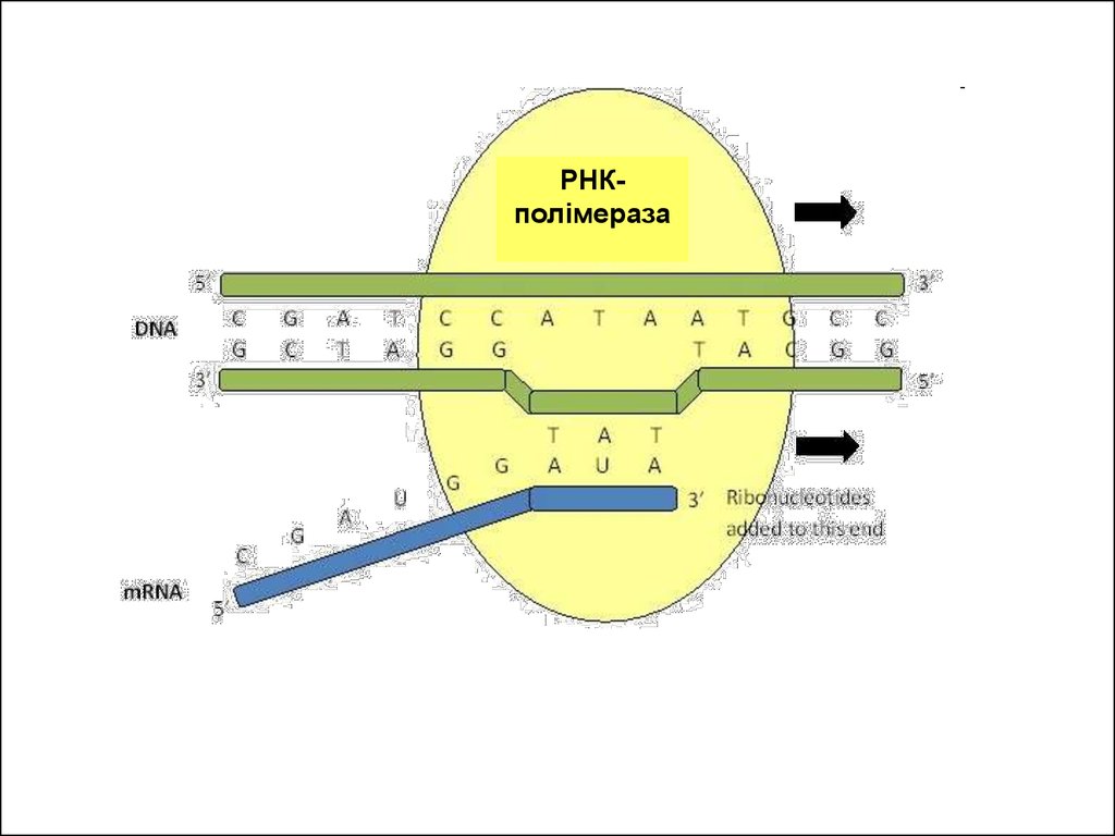 Рнк ростов. Элонгация РНК. РНК полимераза. РНК полимераза движется в направлении. Элонгация транскрипции.