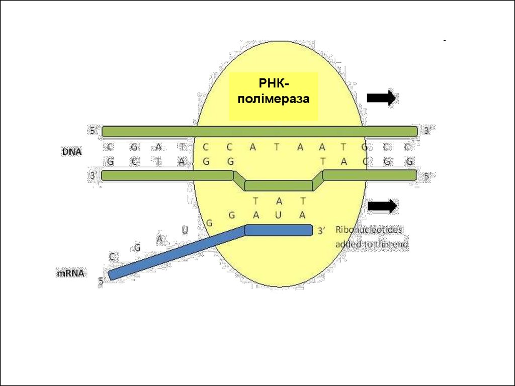 Воздействие рнк полимеразы на нуклеотиды. Элонгация РНК полимераза. РНК полимераза движется в направлении. Элонгация транскрипции. Транскрипция РНК полимераза.