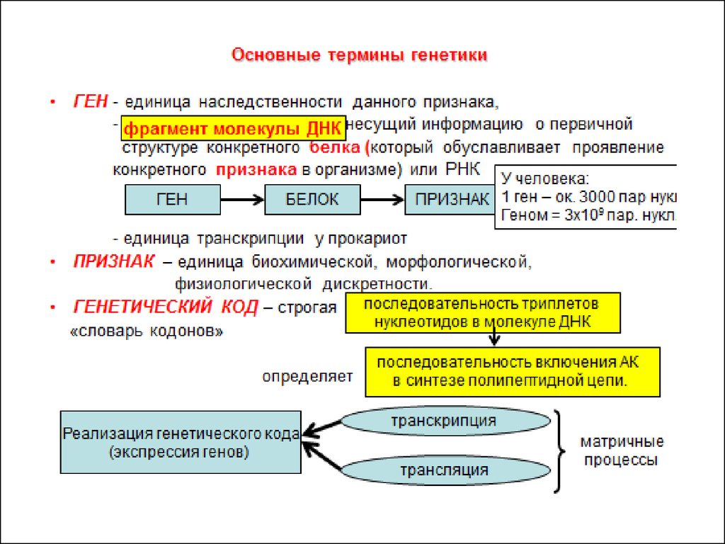 Реализация наследственной информации. Этапы реализации наследственной информации схема. Этапы реализации генетического кода. Этапы реализации наследственной информации в клетке. Ген белок признак.