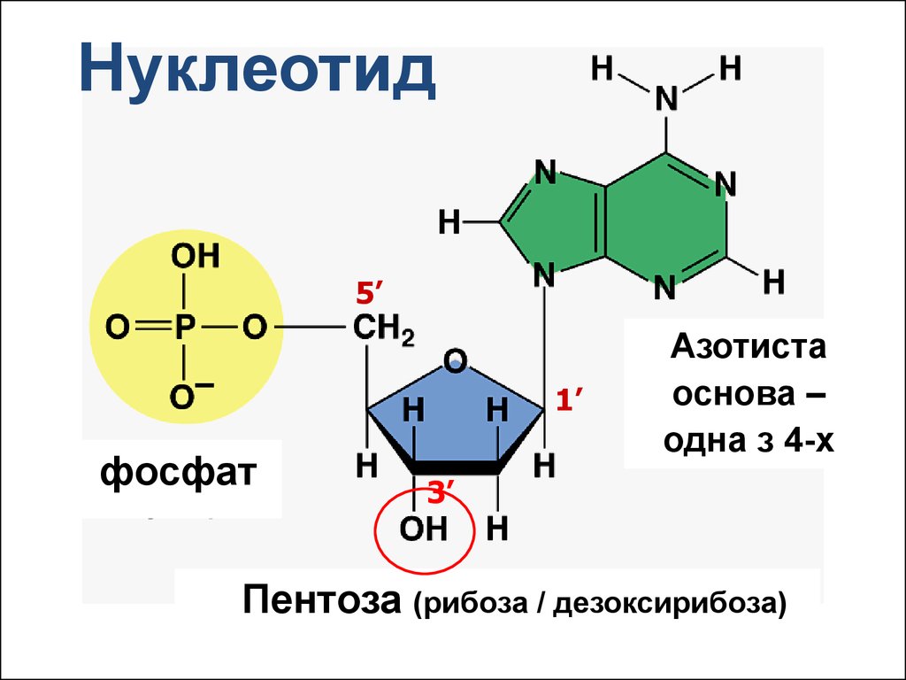 Нуклеотид днк состоит из. Строение нуклеотидных оснований. Фосфат в нуклеотиде. Структура нуклеотида ДНК. Азотистые основания РНК структура.