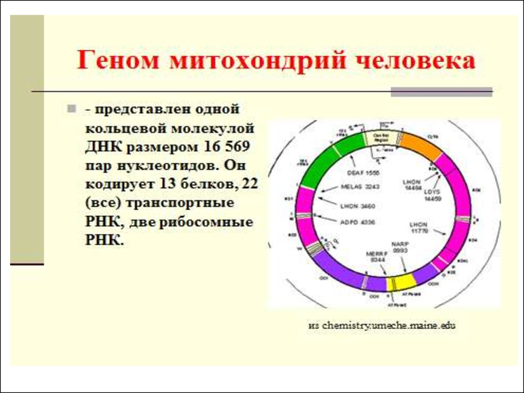 Хромосомы митохондрий. Строение митохондриальной ДНК. Структура митохондриального генома. Митохондриальный геном растений кодирует. Геном митохондрий человека.