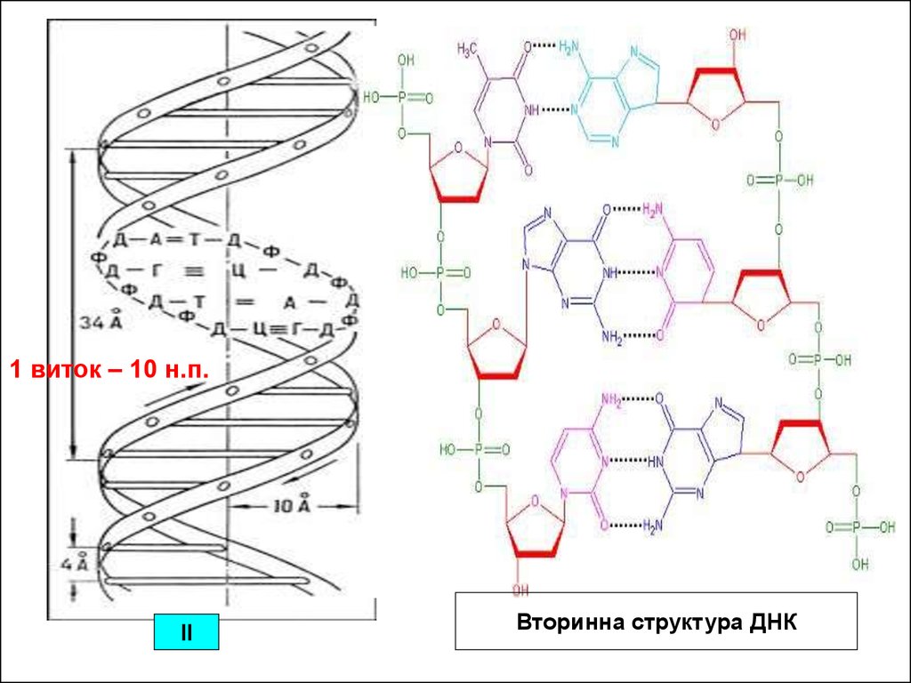 Вторичная структура днк. Структура ДНК. Виток ДНК. Строение ДНК виток. Схема витка ДНК.