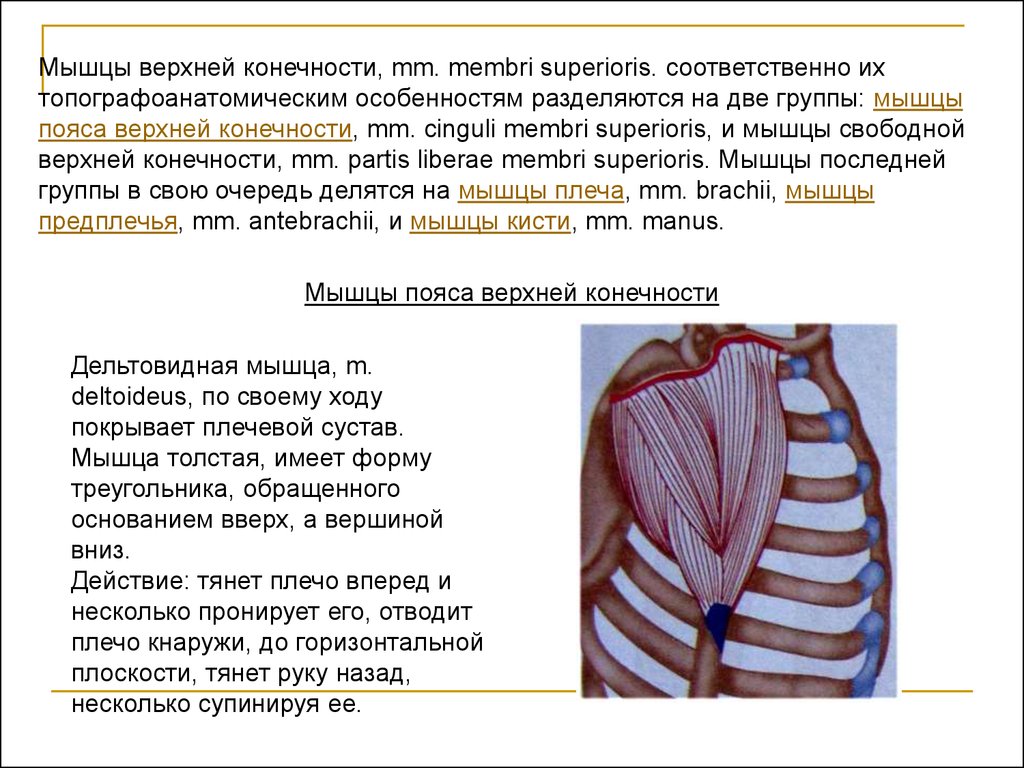 Пронирует плечо мышца. Отводит плечо. Пронирует плечо это в анатомии. Опускает пронирует и приводит плечо мышца какая.