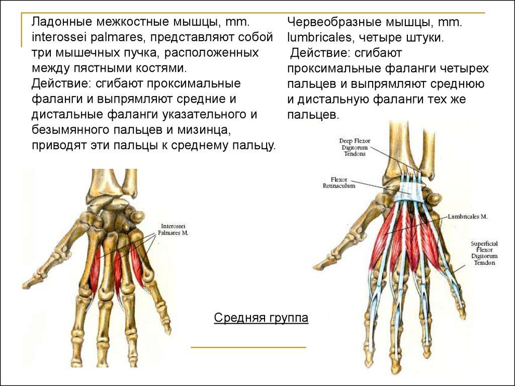 Межкостные мышцы. Ладонные межкостные мышцы mm. Interossei palmares. Ладонные межкостные мышцы кисти. Дорсальные межкостные мышцы кисти. Ладонные межкостные мышцы (musculi interossei palmares).