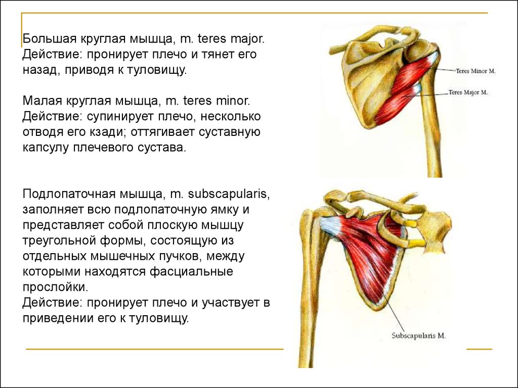 Большая круглая. Большая и малая круглая мышца плеча. Малая круглая мышца (m. Teres Minor). Малая круглая мышца плеча. Малая круглая мышца спины функции.