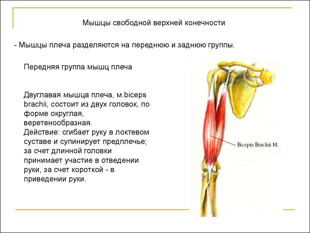 Мышцы поясов конечностей и свободных конечностей. Мышцы свободной верхней конечности мышцы плеча. Группа мышц сгибатели верхних конечностей. Мышцы свободной верхней конечности функции. Мышцы верхней конечности задняя группа плеча.