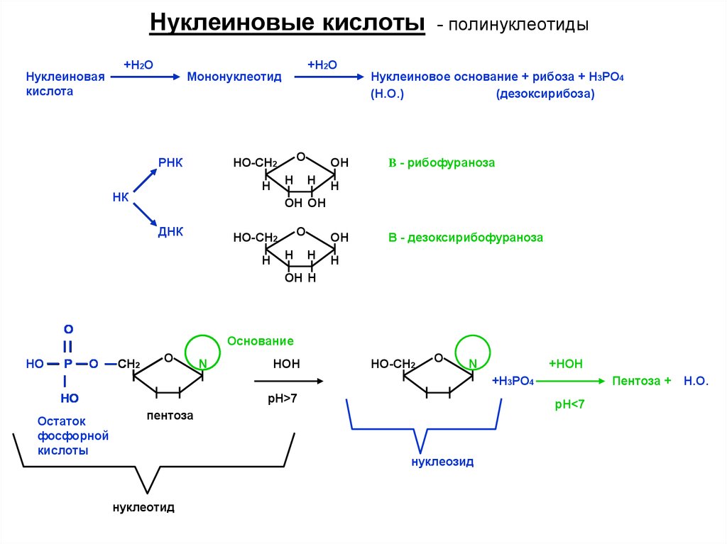 Нуклеиновые кислоты реакции. Схема образование нуклеиновых кислот. Синтез нуклеиновых кислот. Строение полинуклеотида ДНК. Схема динуклеотид нуклеиновых кислот.