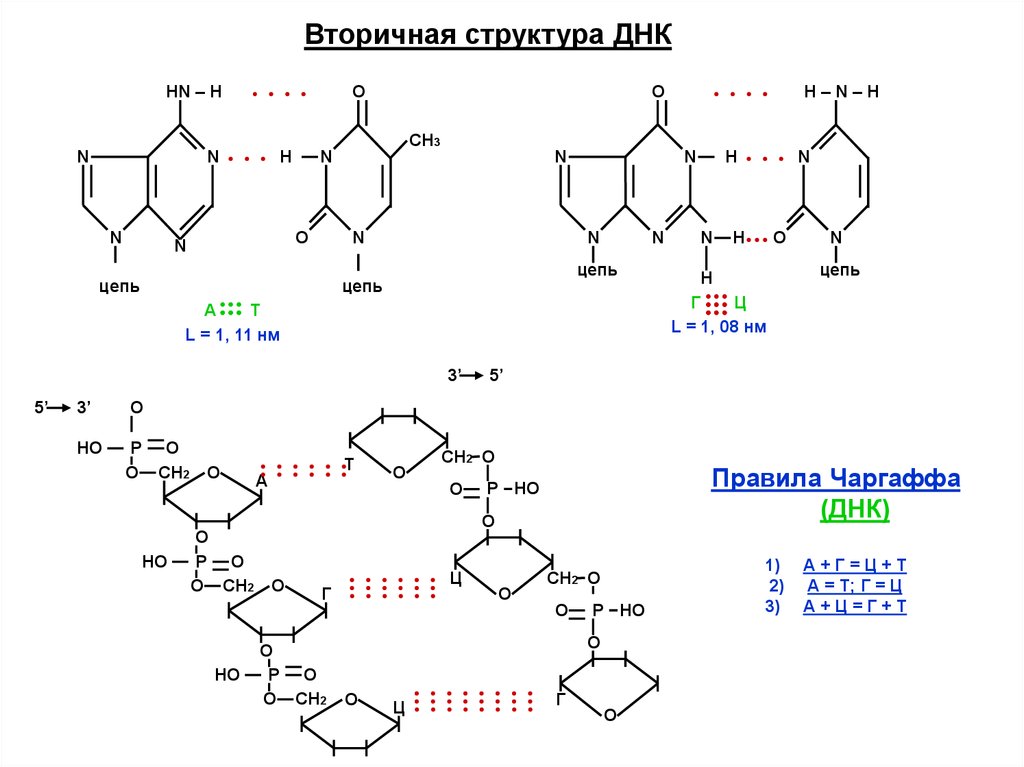 Вторичная структура днк. Вторичная структура ДНК цепь. Соединение двух цепей ДНК. 1 Структура ДНК.