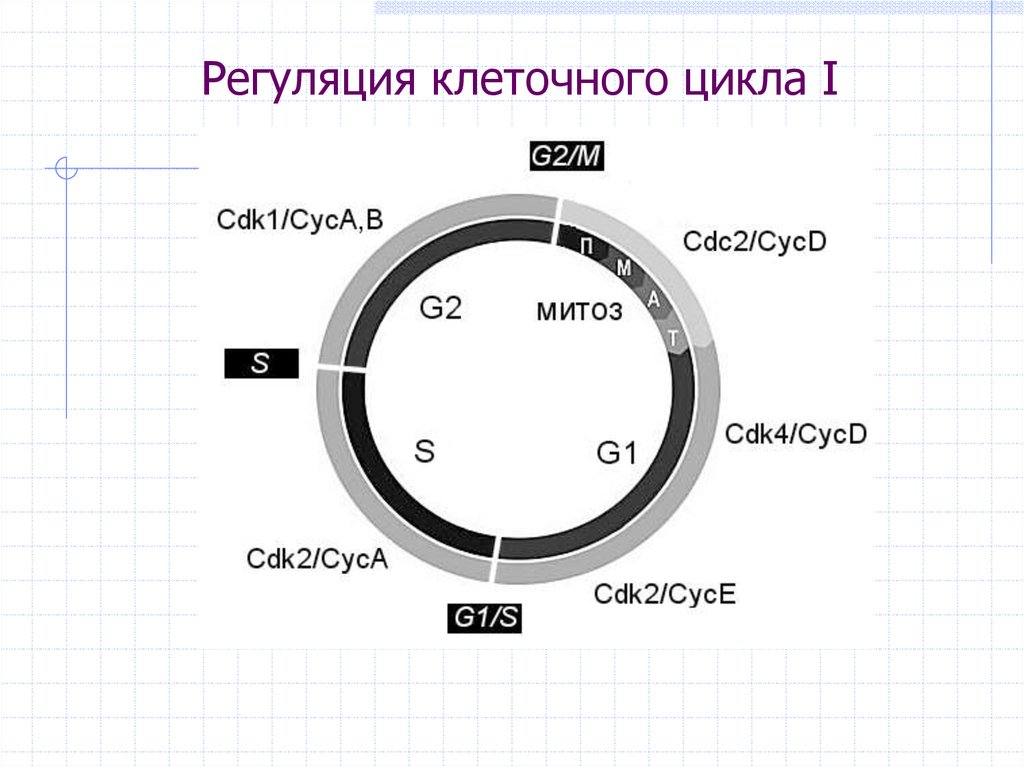 Цикл 6 4 2 1. Механизм регуляции клеточного цикла. Белки регуляторы клеточного цикла. Клеточный цикл регуляция клеточного цикла. Сверочные точки клеточного цикла.