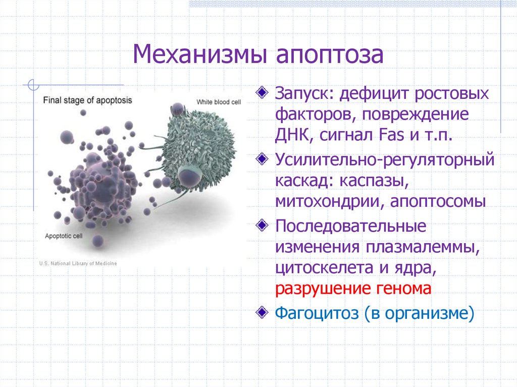 Апоптоз презентация иммунология