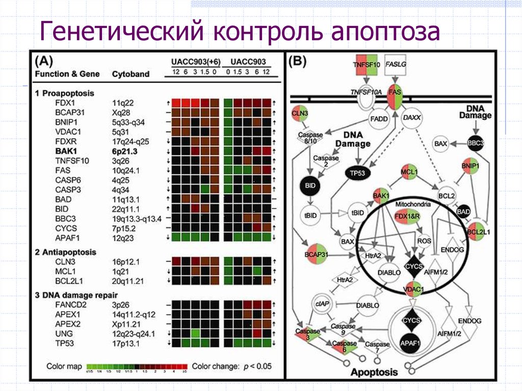 Программа клетка. Апоптоз генетический контроль. Генетический мониторинг. Генетический контроль процесса апоптоза. Генетический контроль митоза.